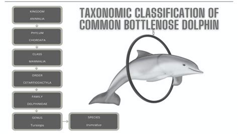 Common Bottlenose Dolphin | Facts – sharksinfo.com