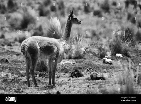 Vicuna portrait Black and White Stock Photos & Images - Alamy