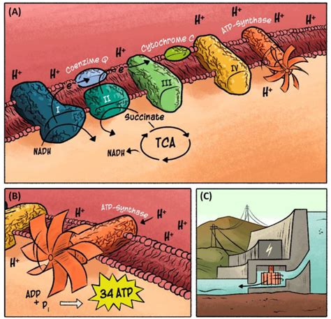 Figure 1 from Translating Biochemistry Concepts into Cartoons and Graphic Narratives: Potential ...