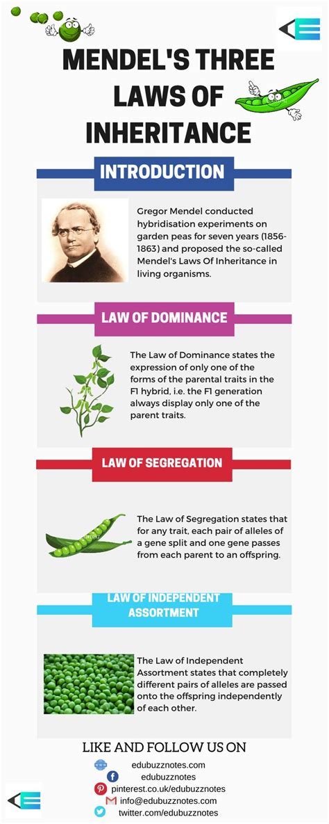 Mendel's Laws of Inheritance