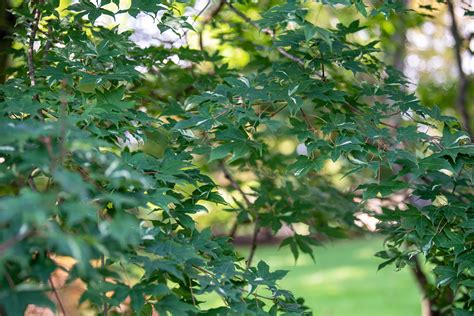 Shantung maple (Acer truncatum): Care & Growing Guide