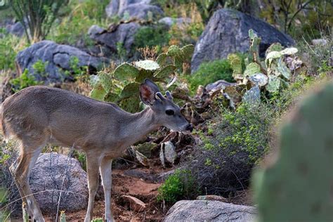 Coues Deer Pictures - AZ Animals