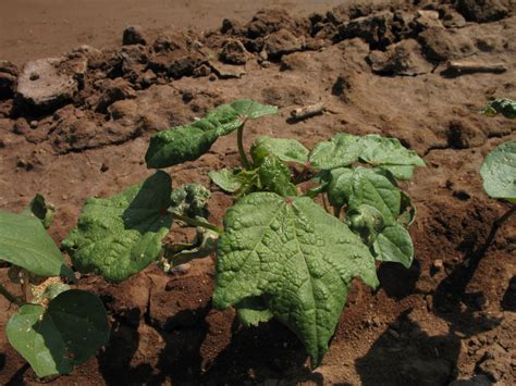 What is: some Cotton leaf curl virus | It makes your cotton … | Flickr