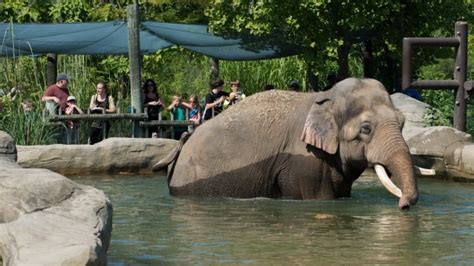 Ohio zoo celebrates Elephant Day with pregnancy announcement | CTV News