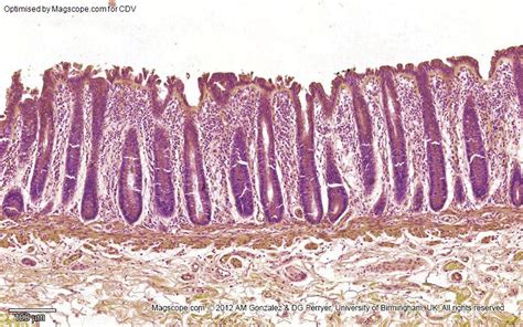 Submucosa Histology