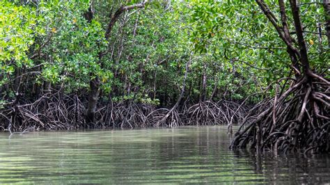 Kenali Hutan Mangrove Si Sabuk Pelindung Pantai - Hutan Itu Indonesia