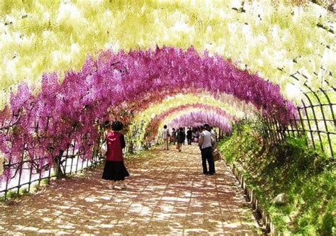 Wisteria Tunnel : Japan | General Knowledge