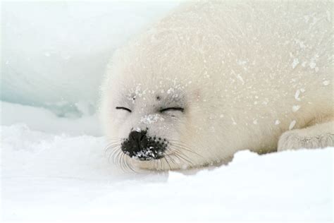 Harp Seal Facts For Kids : Biological Science Picture Directory – Pulpbits.net