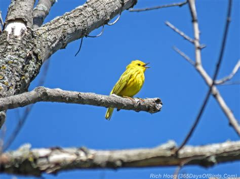 Sing Out to Summer Reprise: Yellow Warbler! - 365 Days of Birds