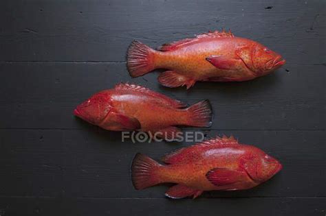 Strawberry grouper - Stock Photos, Royalty Free Images | Focused