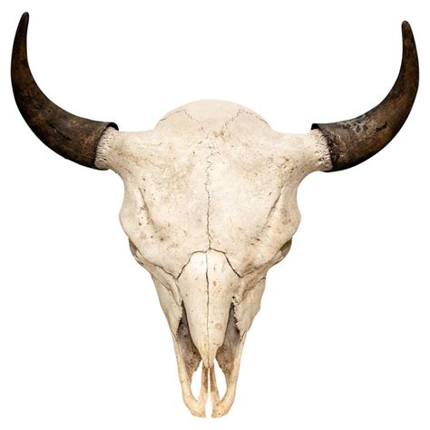 Buffalo Skull with Horns For Sale at 1stDibs