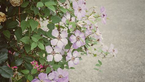 植物花卉摄影_颜无wu-站酷ZCOOL