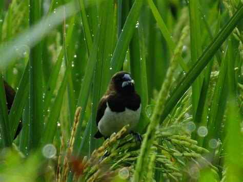 BURUNG PIPIT - my PHoTo