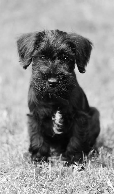 Dennis the 9 week old Black Miniature Schnauzer schnauzer #blackyorkie ...