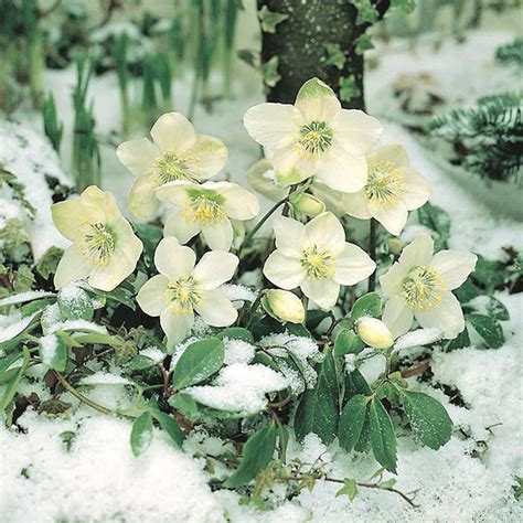 Hellebore Christmas Rose Seeds from Mr Fothergill's Seeds and Plants