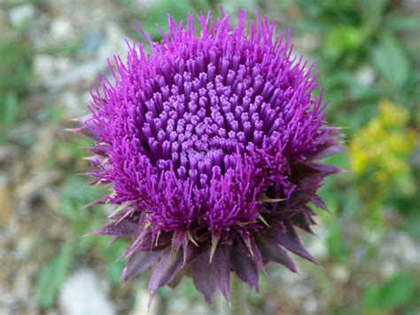Deep purple flower - pictures of Carduus Nutans, Asteraceae - wildflowers of West USA