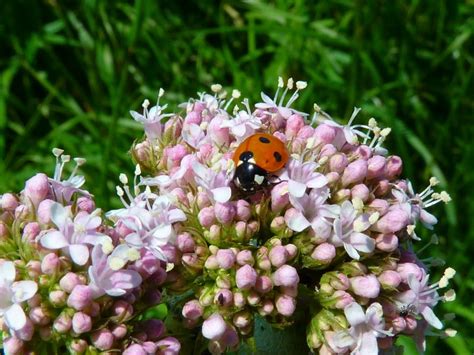 Valerian Plant: How to Grow and Use This Powerful Ally - Garden and Happy