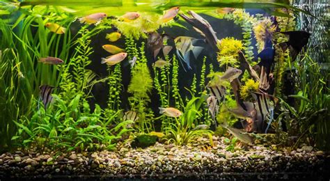 What Are The Best Fish For A 55-Gallon Tank? Here Are 10 Great Options