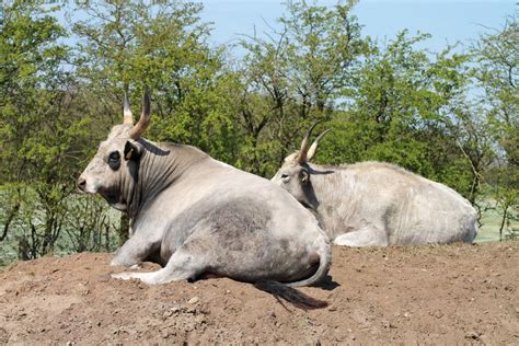 Free Images : wildlife, zoo, horn, pasture, grazing, fauna, cows ...