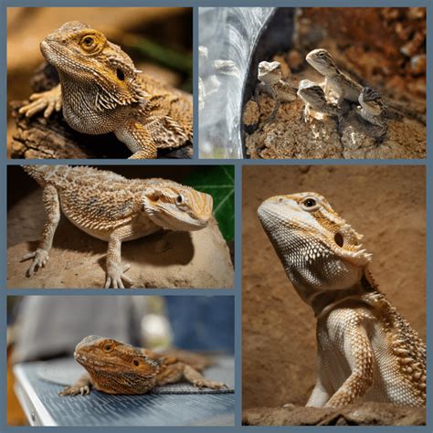 Central Bearded Dragon 'Inland bearded dragon' (Vitticeps)