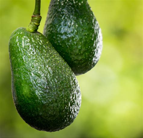 Hass Avocado Tree For Sale Online By Alder and Oak Plants