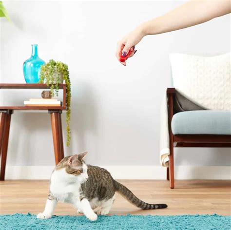 10 Best Laser Pointer For Cats: September 2023 Ultimate Guide