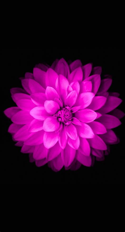 Purple Flower iPhone Wallpapers - Top Free Purple Flower iPhone Backgrounds - WallpaperAccess