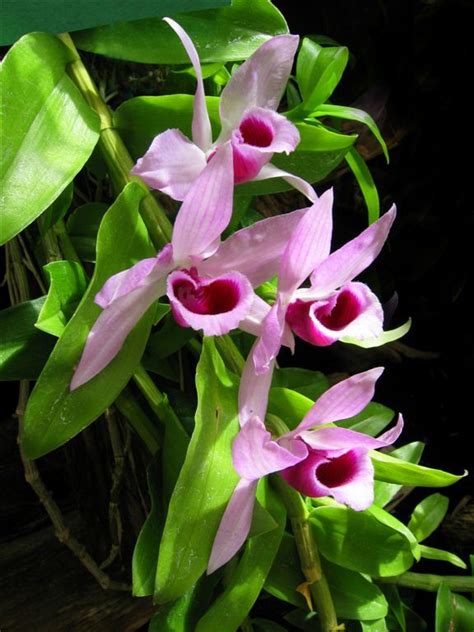 61 best Wild Orchids images on Pinterest | Wild orchid, Orchids and ...