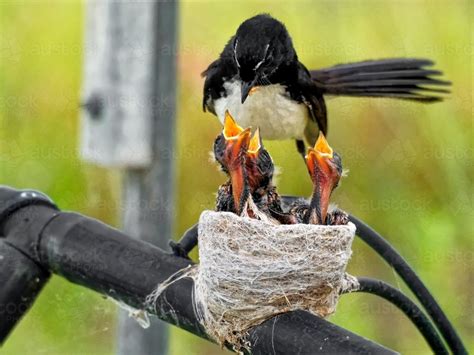 Image of Australian native willie wagtail bird sitting on nest feeding ...