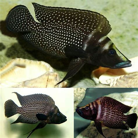 African Cichlid - Tanganyikan - Calvus Black (Altolamprologus calvus) 4cm - Aquarium Central