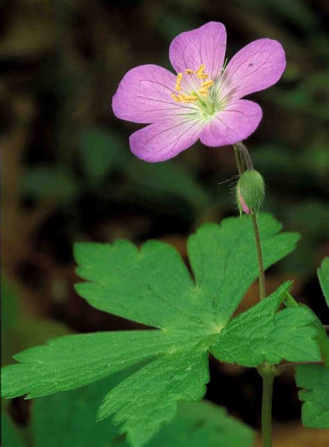 Kentucky Native Plant and Wildlife: Plant of the Week: Wild Geranium ...