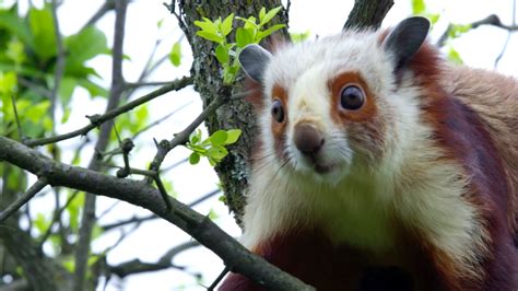 Chinese Giant Flying Squirrel