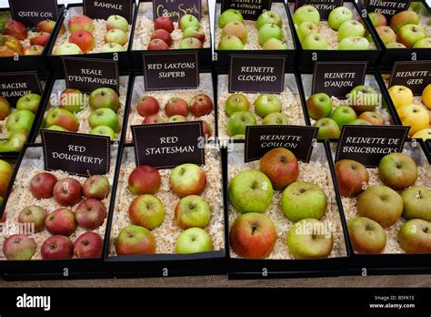 rare apple varieties on show at Brogdale farm, home of the National ...