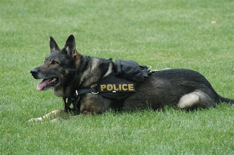 Police Dogs Wallpapers - Wallpaper Cave