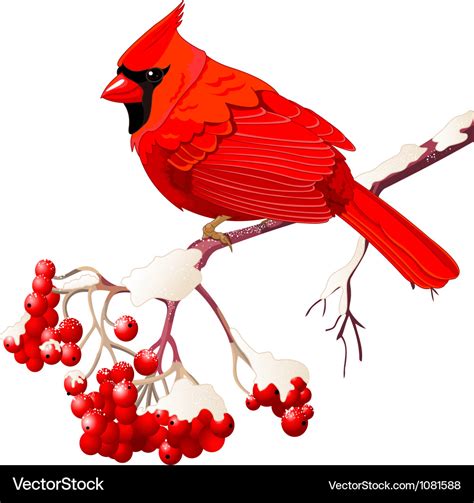 Red cardinal bird Royalty Free Vector Image - VectorStock