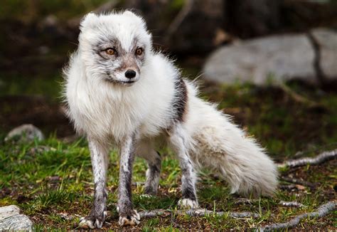 Arctic fox (Vulpes lagopus) | Arctic fox, Animals, Beauty animals