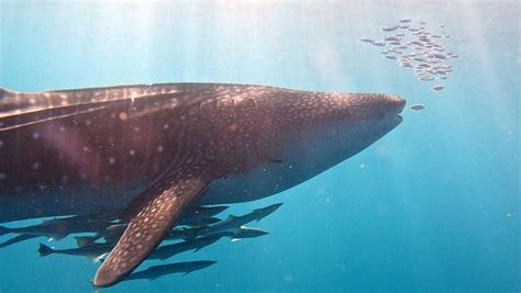 Shark Research And Conservation In Mexico | The Great Projects