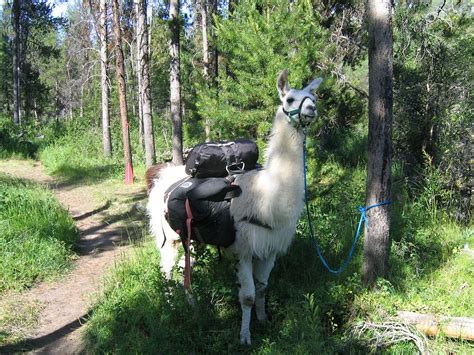 Llama Pack Idaho Trail · Free photo on Pixabay