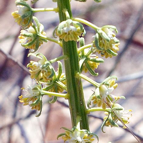 European Wild Plant: Reseda lanceolata No English name