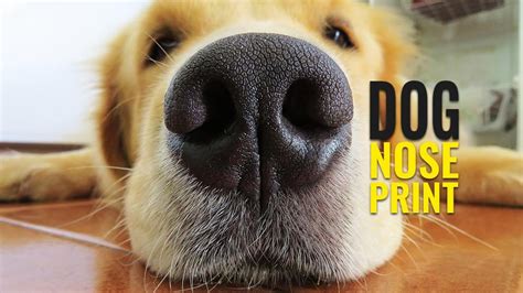 Dog Nose Print - How To Nose Print Your Canine? - Petmoo