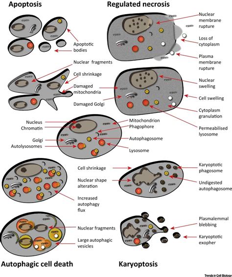 Intersections between Regulated Cell Death and Autophagy: Trends in Cell Biology