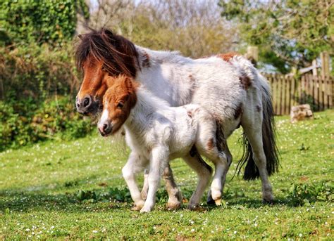 Miniature horses – a perfectly proportioned and selectively bred equine