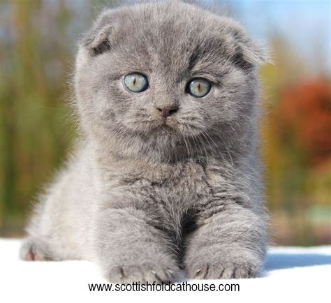 Scottish fold kitten | Scottish fold kittens, Scottish fold, Fluffy kittens