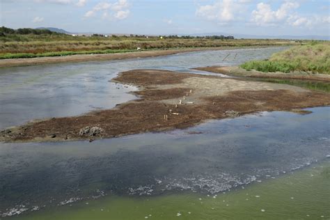 Pomorie Lake (West) | Birdingplaces