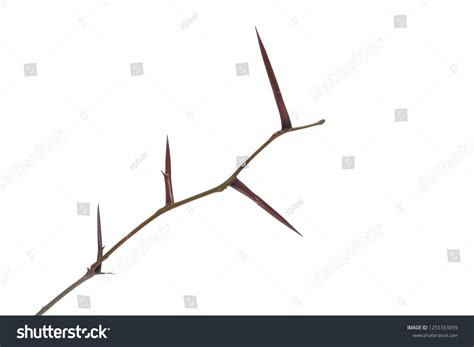 Acacia Tree Branch Thorns Isolated On Stock Photo 1255163059 | Shutterstock