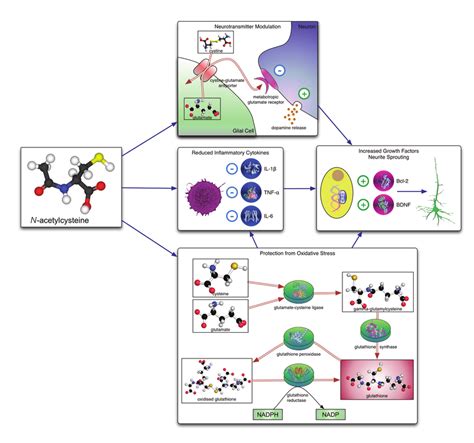 Acetylcysteine Mechanism Of Action | Hot Sex Picture