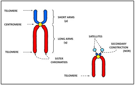 Structure and types of the eukaryotic chromosomes - WikiLectures