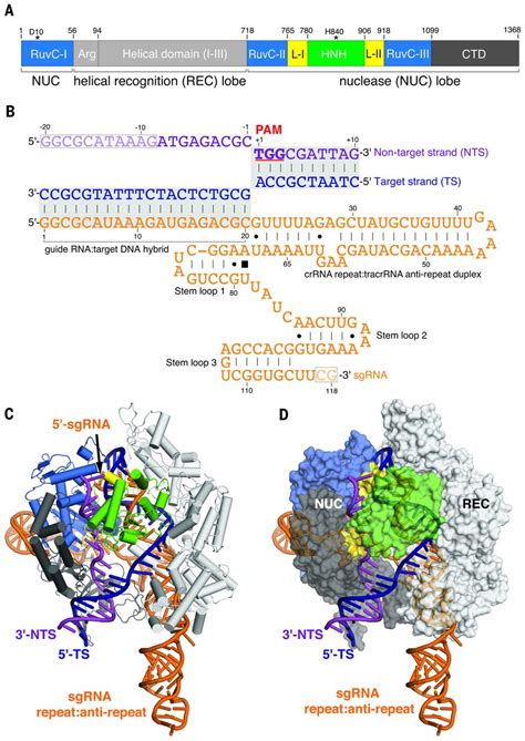 Structures of a CRISPR-Cas9 R-loop complex primed for DNA cleavage | Science