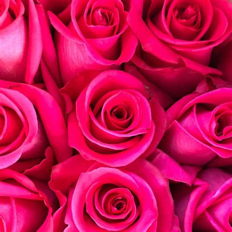 Buy Hot Pink Long Stem Roses – Rose Farmers