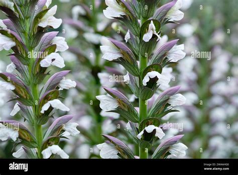 Acanthus hungaricus, Bear's Breech, flower spikes with white flowers ...